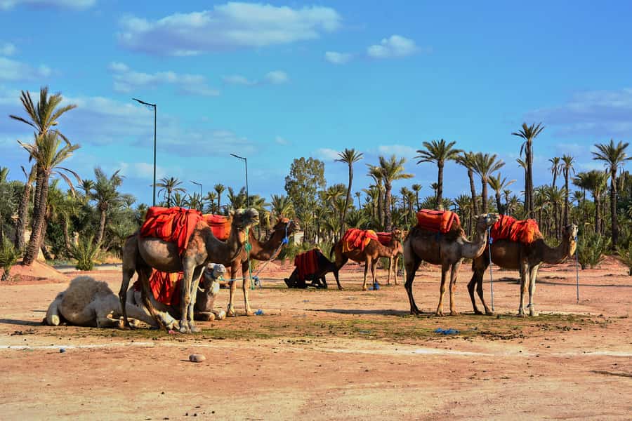 Marrakech: 2-Hour Quad Bike & Camel Ride in Palmeraie - Guides, group size, and the human side