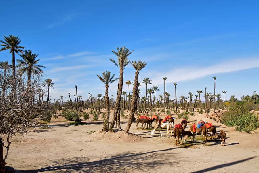 Marrakech: 2-Hour Quad Bike & Camel Ride in Palmeraie - Timing, cancellations, and small practical details