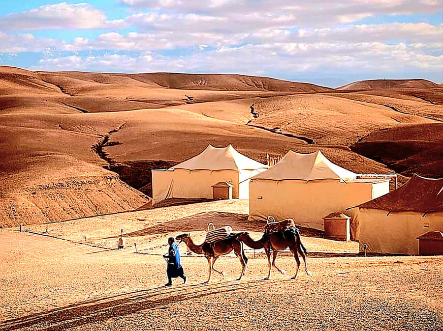 Marrakech Adventure: Agafay Desert Quad, Camel, Lunch - Swimming pool time after the dusty activities