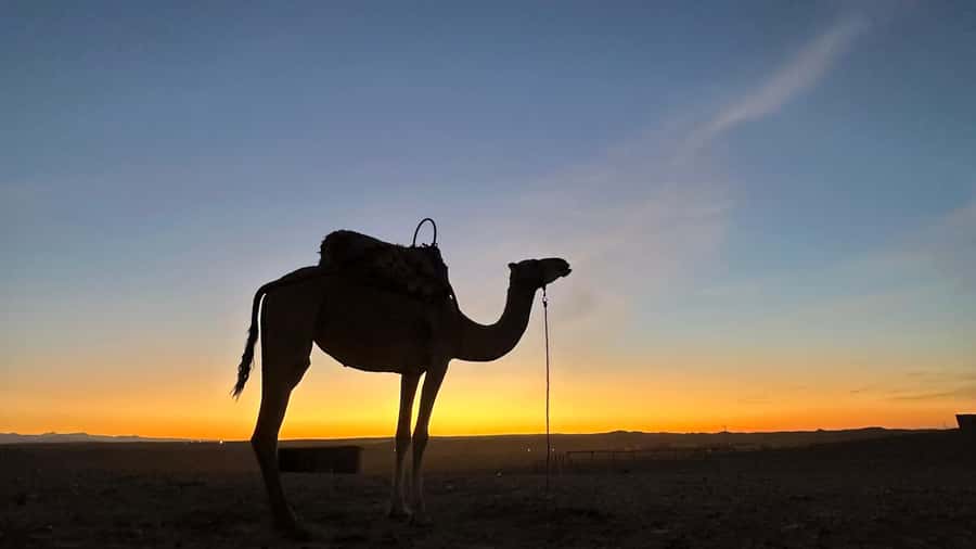 Marrakech: Agafay Desert: Camel ride Quad Bike, Dinner show - Berber music, dance, and the fire finale