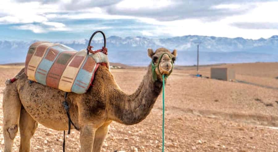 Marrakech: Agafay Desert Dinner, Camel Ride, & Show - Key points to know before booking