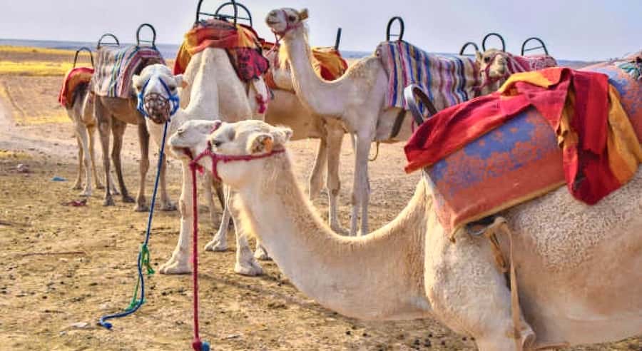 Marrakech: Agafay Desert Dinner, Camel Ride, & Show - Why this Agafay evening works well from Marrakech