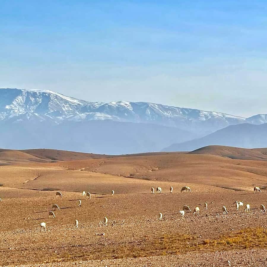 Marrakech: Agafay Desert Dinner, Camel Ride, & Show - A 20-minute camel ride before sunset