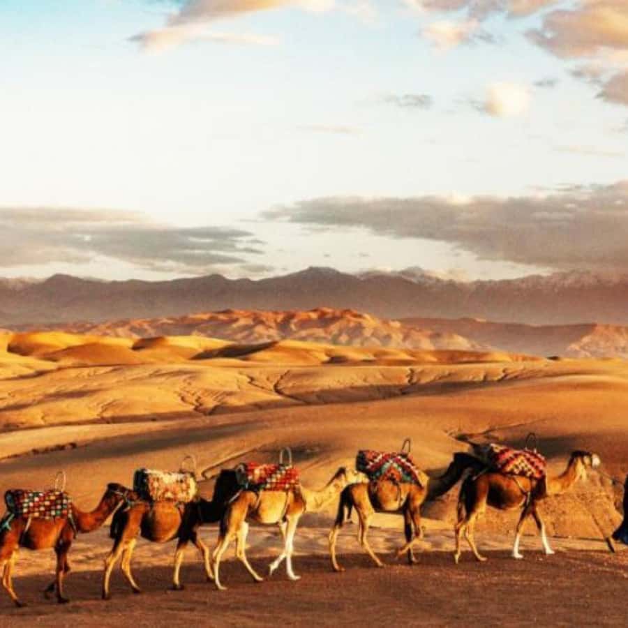 Marrakech: Agafay Desert Dinner with Music and Fire Show - Key points to know before booking