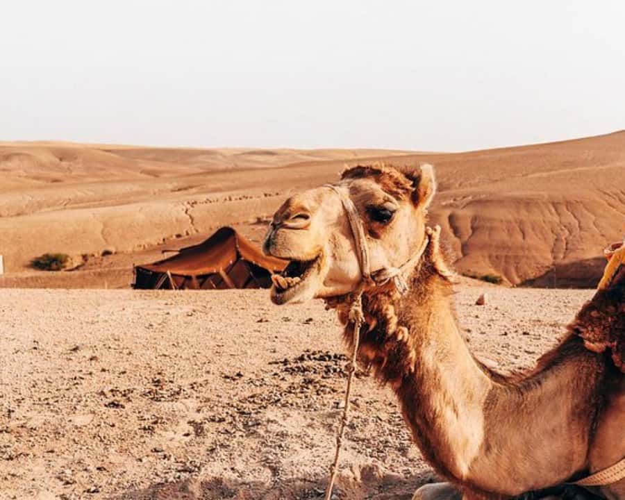 Marrakech: Agafay Desert, Lunch, Camel Ride, & Swimming Pool - The Argan Oil Cooperative Stop
