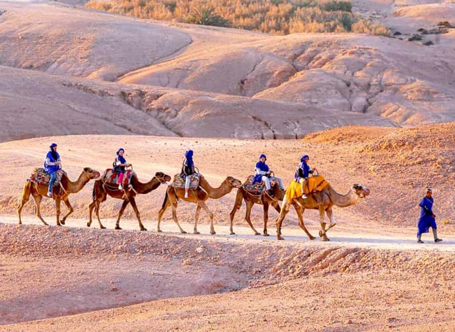 Marrakech: Agafay Desert Quad & Camel Rides with Dinner Show - Forty Minutes on a Shared Quad