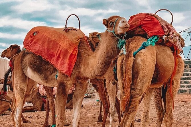 Marrakech: Agafay Desert Sunset, Camel Ride, and Dinner Show - Sunset over the rolling Agafay hills