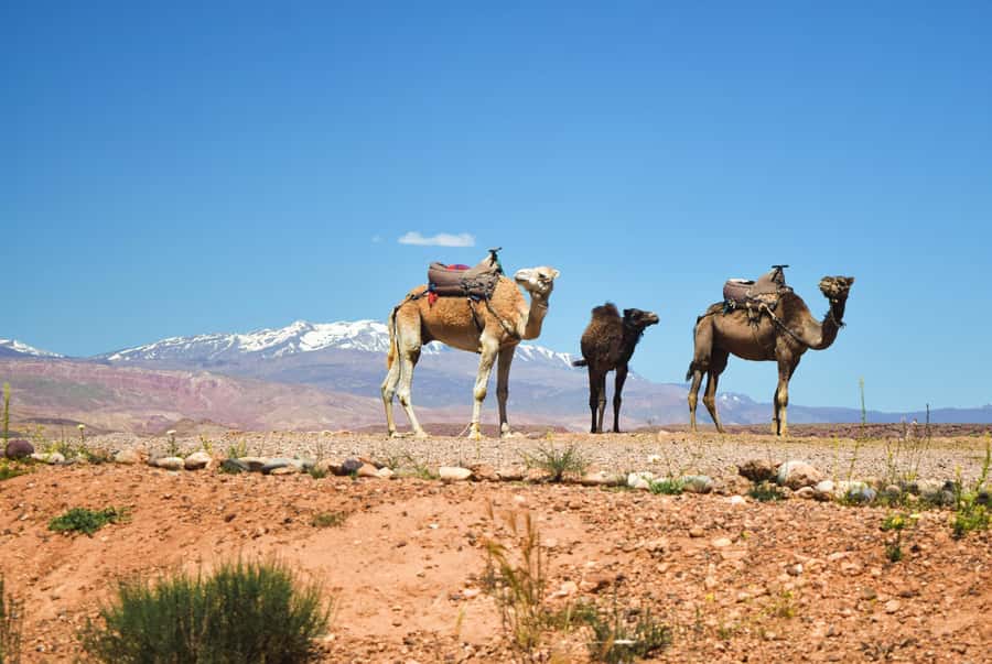 Marrakech: Atlas Mountains & Agafay Desert Tour w Camel Ride - From Marrakech to Tahnaout and the Argan Oil Co-operative