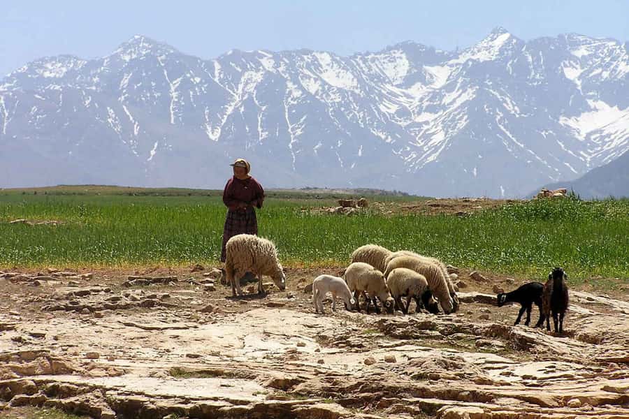 Marrakech: Atlas Mountains and Desert Safari with Lunch - Lunch with tagine, salad, and homemade bread