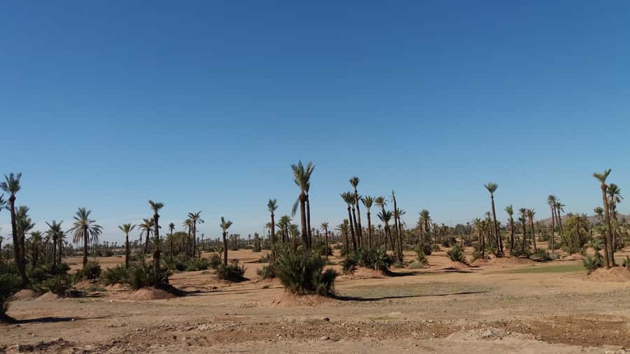 Marrakech: Buggy Experience at Palmeraie with Hotel Pickup - Key Points at a Glance