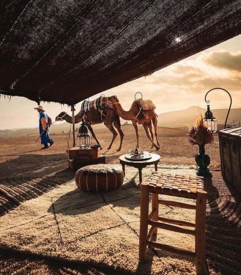 Marrakech: Camel & Quad Bike Tour with Sunset, Dinner & Show - How good is the value at $22?