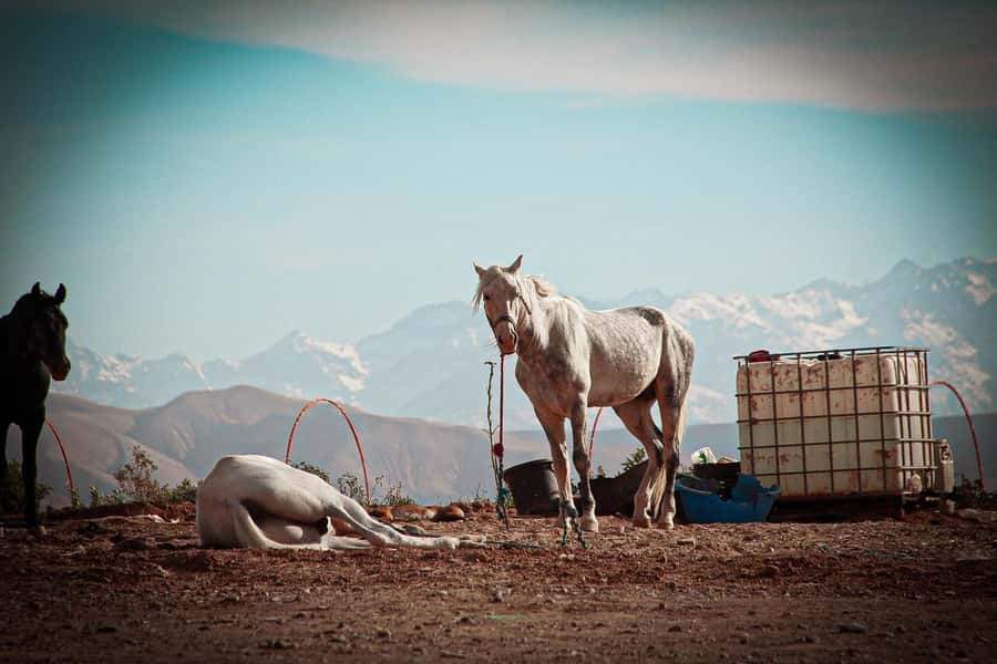 Marrakech: Camel Ride, Dinner, Pool, and Fire Show in Agafay - Leaving Marrakech for the Agafay Desert
