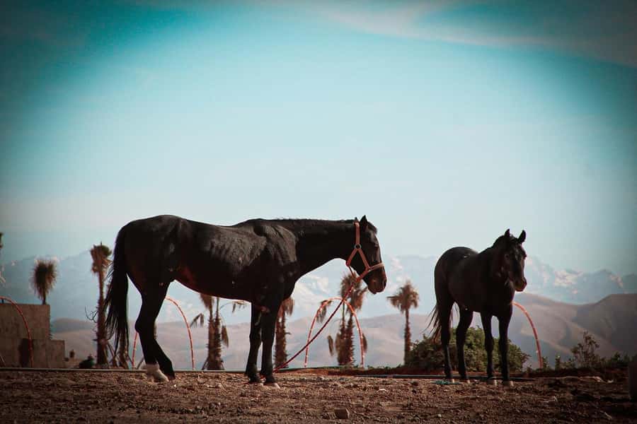 Marrakech: Camel Ride, Dinner, Pool, and Fire Show in Agafay - What the $23 price really buys you