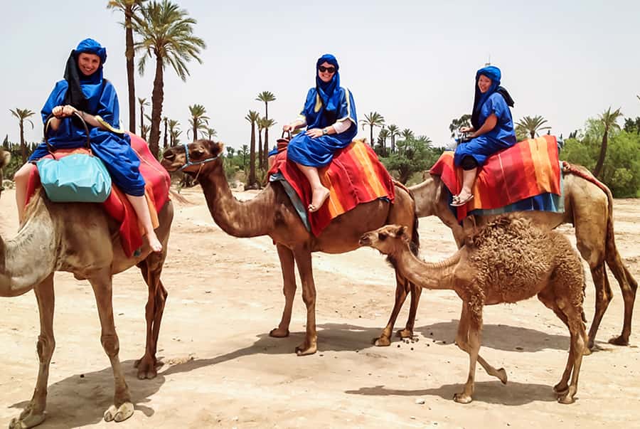 Marrakech: Camel Ride in the Oasis Palmeraie - One hour among palms and orange trees