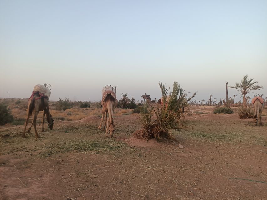 Marrakech camel ride in the palm grove - Mint tea and Moroccan hospitality