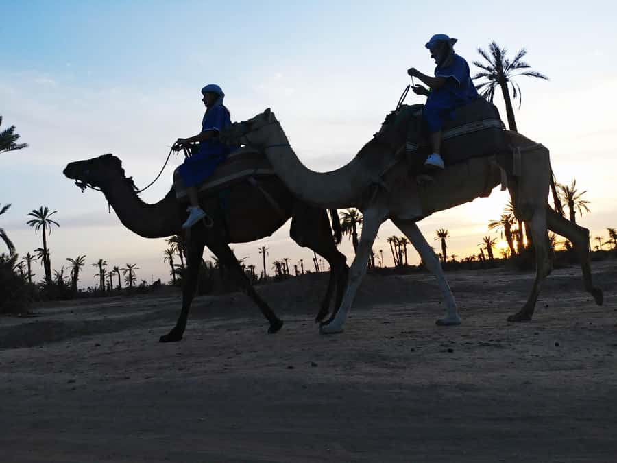 Marrakech Camel Ride in the Palmeraie Palm Grove - Leaving Marrakech for the Palmeraie