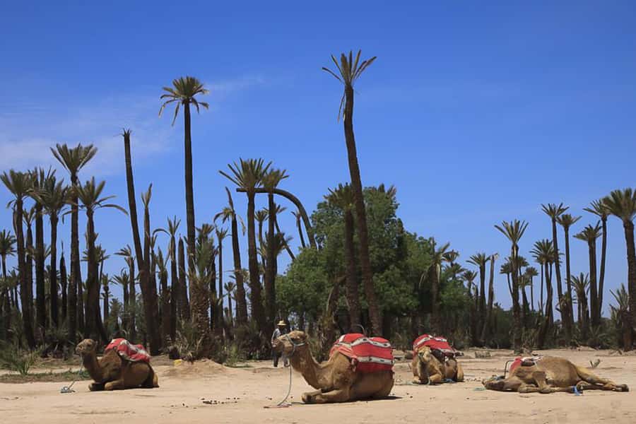 Marrakech: Camel Trek - Why a camel ride works well in Marrakech