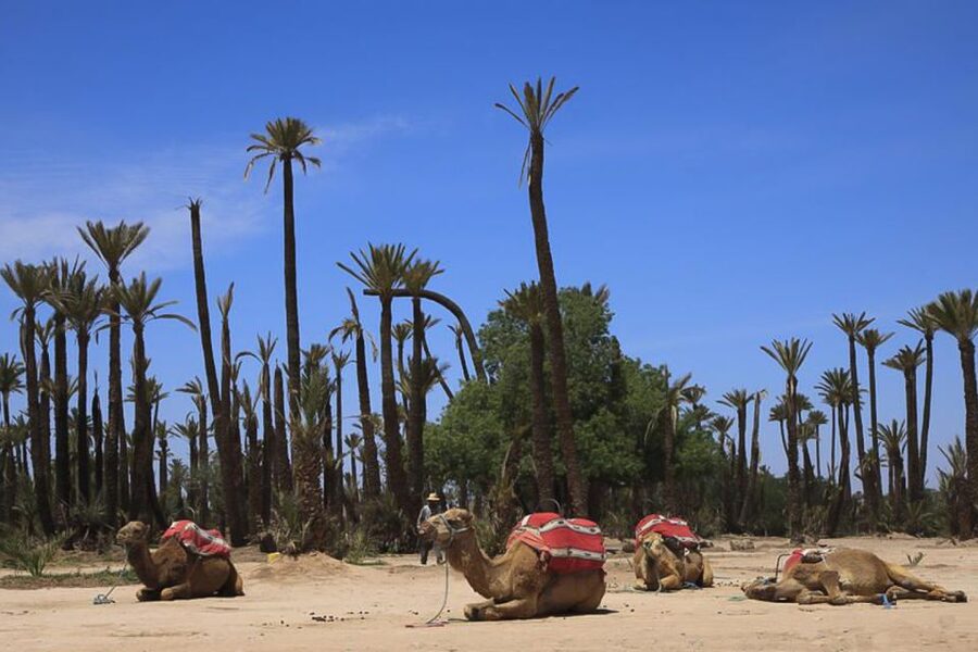 Marrakech: Camel Trek - What you actually see in the Palmeraie