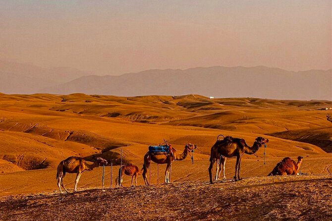 Marrakech Day Trip: Agafay Desert, Atlas Mountains and Camel Ride - Tea and conversation with a Berber family