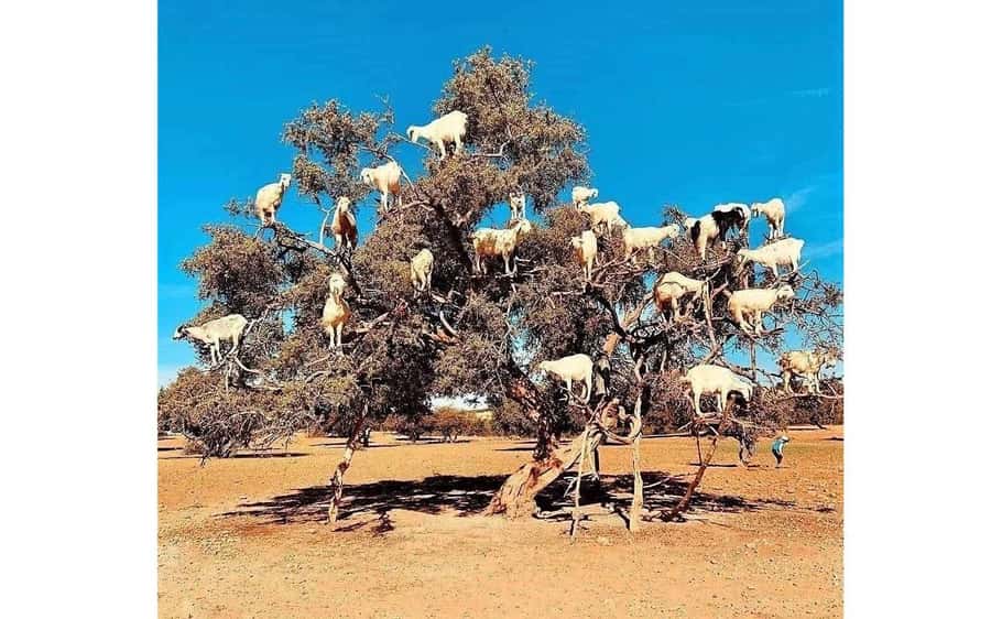 Marrakech: Day Trip to the Beautiful and Historic Essaouira - Argan trees and the women’s oil association