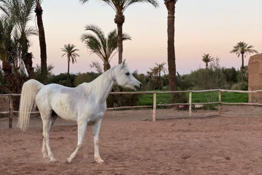 Marrakech: Desert and Palmeraie Horse Riding Tour & Transfer - Horse care and stable standards