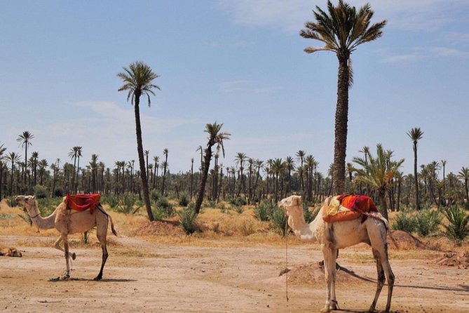 Marrakech Desert Camel Ride - Who will enjoy this most