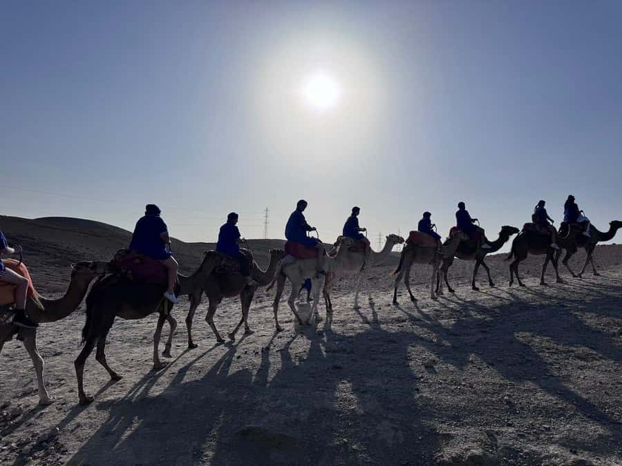 Marrakech: Desert Quad Bike Tour with Tea & Optional Dinner - Who will enjoy this tour most?
