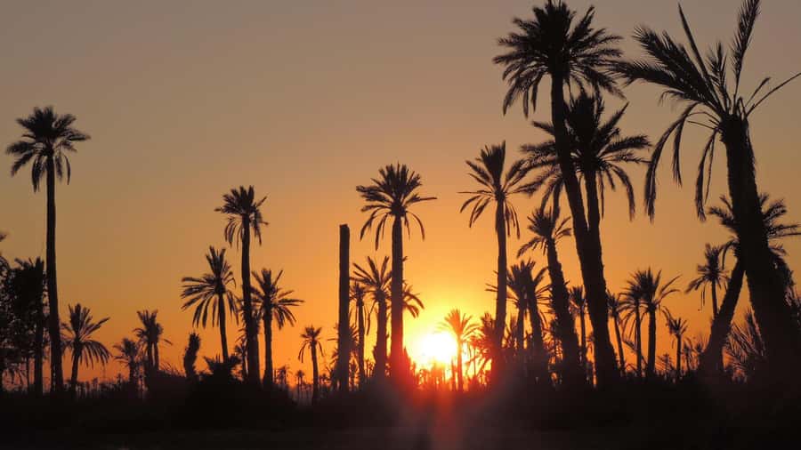 Marrakech: Dunes of the Palmeraie Quad Bike Ride with Tea - Is $15 a good deal for three hours?