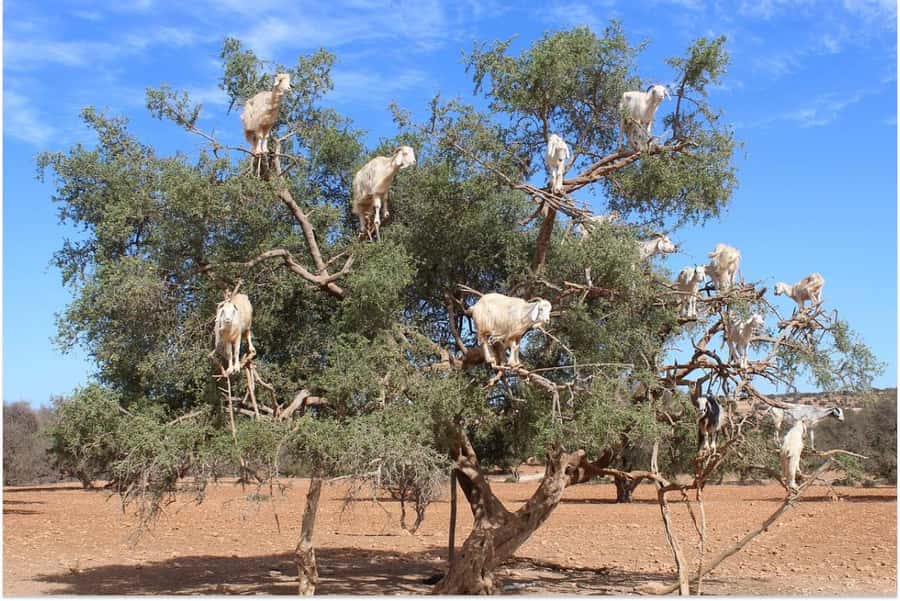 Marrakech: Essaouira Day Trip with Guided Tour - Why Essaouira makes a good change from Marrakech