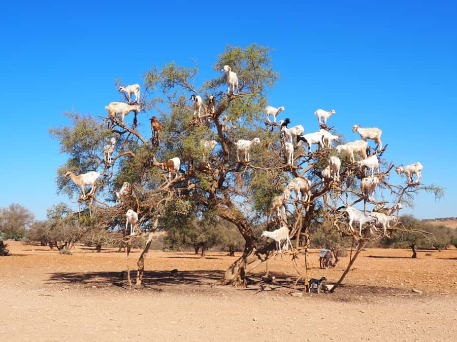 Marrakech: Essaouira Day Trip with Transfers and Co-op Visit - Morning pickup and the three-hour drive