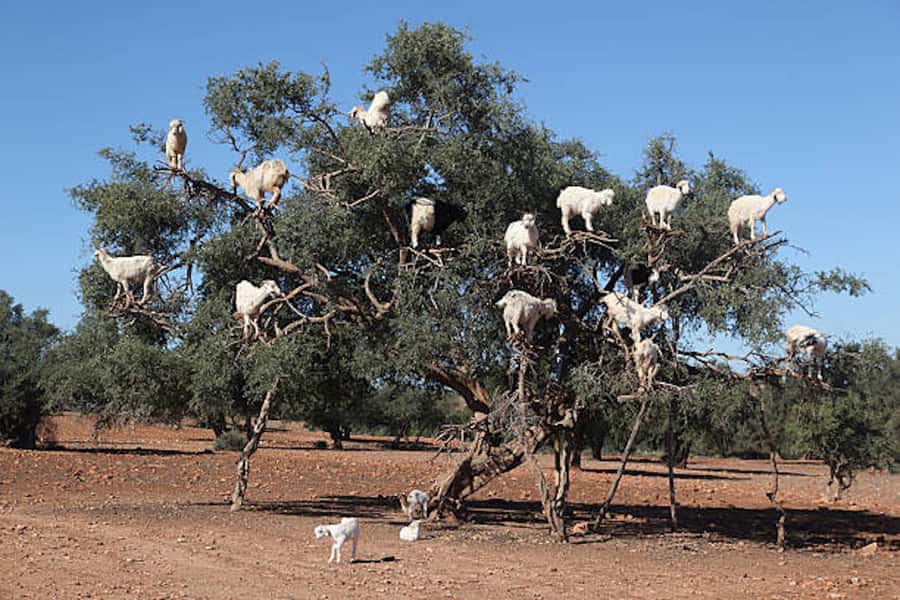 Marrakech: Essaouira Full-Day Trip - Who should book this day trip?