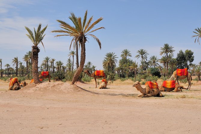 Marrakech: Half-Day Camel Ride in Palm Grove - Key points to know before you book