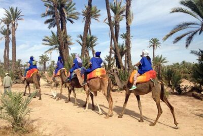 Half-Day Camel Ride in Palm Grove