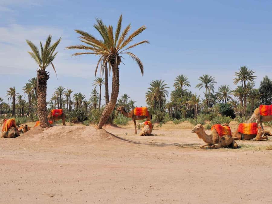 Marrakech: Half-Day Camel Ride in Palm Grove - Group size, waiting, and the pace of the outing