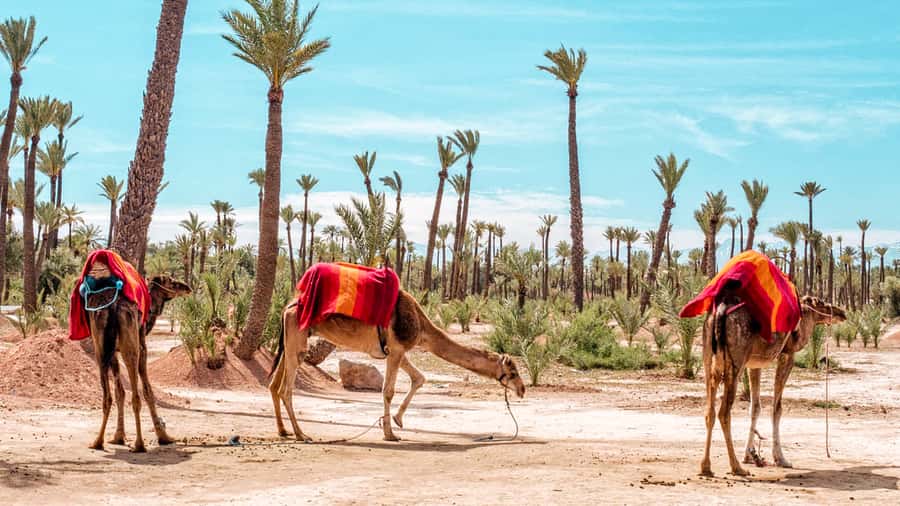 Marrakech: Half-Day Desert Quad Tour with Camel Ride - Key points before you book