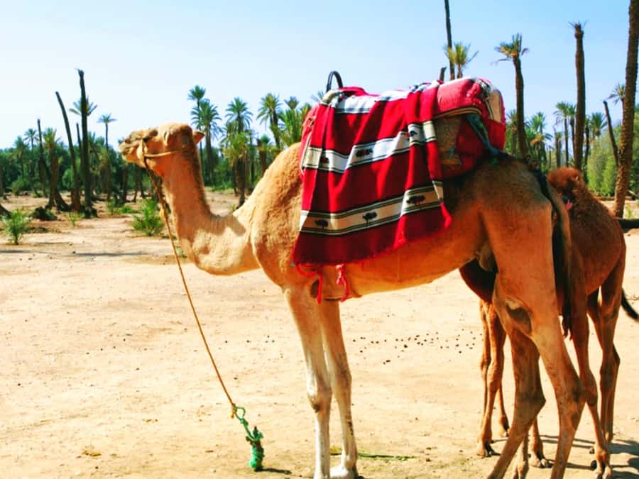 Marrakech: Half-day Dunes Trip With Buggy and Camel Ride - Practical Advice for a More Comfortable Ride