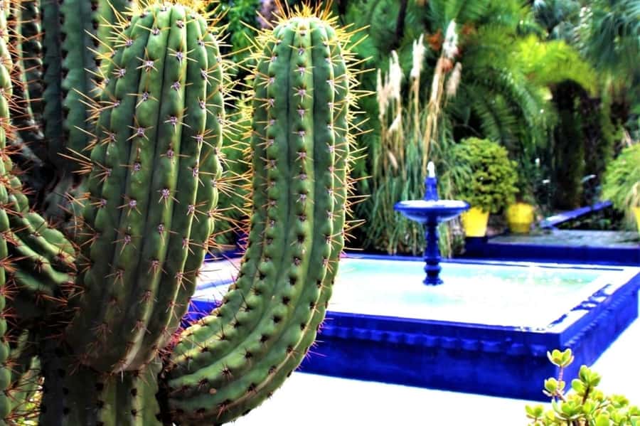 Marrakech: Majorelle Garden, Museums Tickets, & Audio Guide - Why the garden is the strongest part of the visit