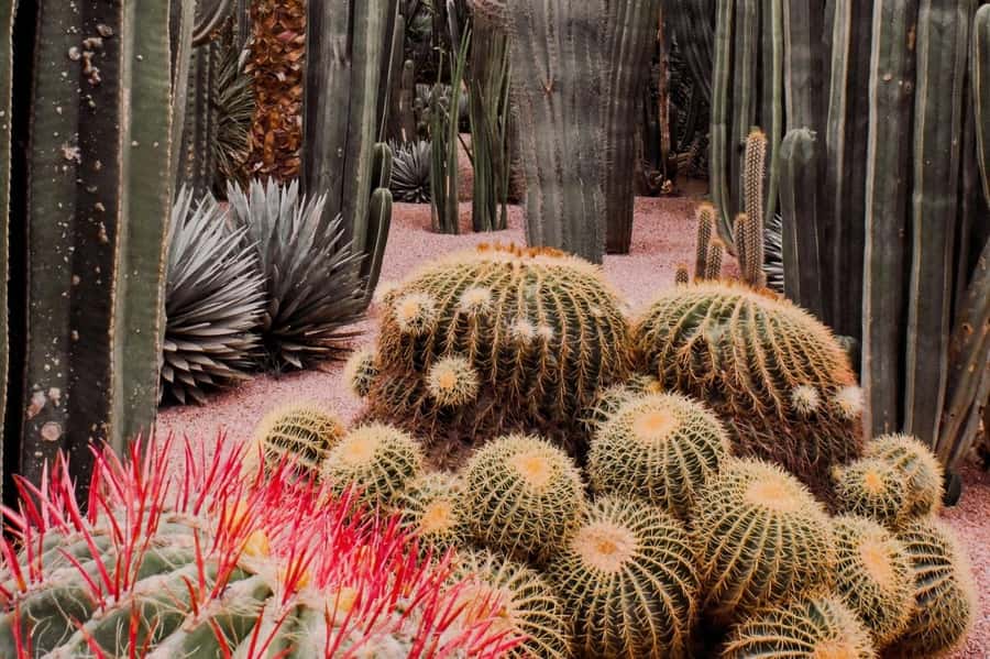 Marrakech: Majorelle Garden, YSL, and Berber Museum Entry - My practical plan for the best visit