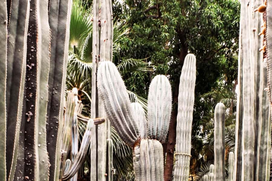 Marrakech: Majorelle Garden, YSL, and Berber Museum Entry - A calm garden of blue walls and unusual plants