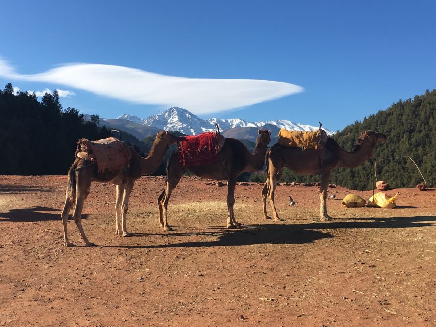 Marrakech: Ourika Valley & Atlas Mountains Half-Day Trip - A Berber breakfast at the argan oil cooperative