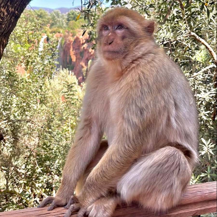 Marrakech: ourika valley lunch & guided hike to waterfalls - What the $12 price really gives you
