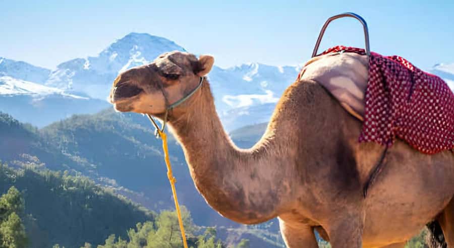 Marrakech: Ourika Valley Waterfalls Hike & Traditional Lunch - The essential facts at a glance