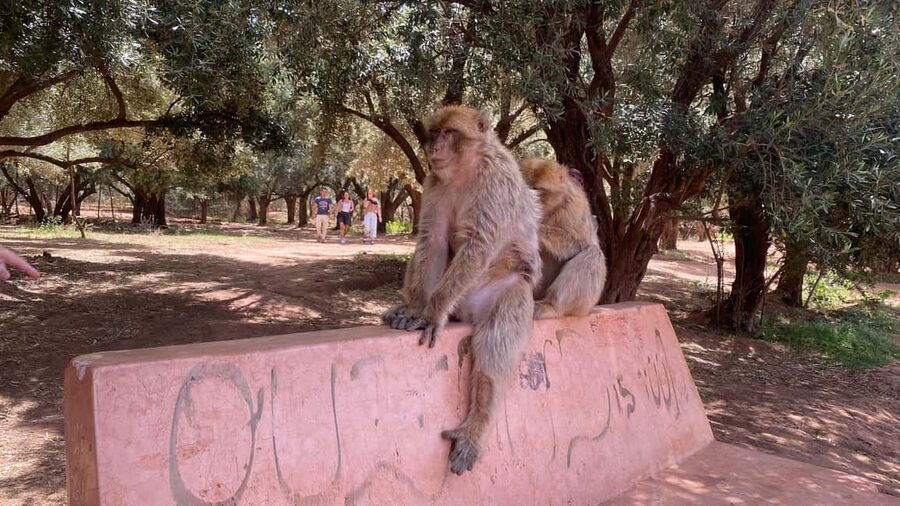 Marrakech: Ouzoud Waterfalls Trip, Guided Hike & Boat Option - Three and a half hours at Ouzoud