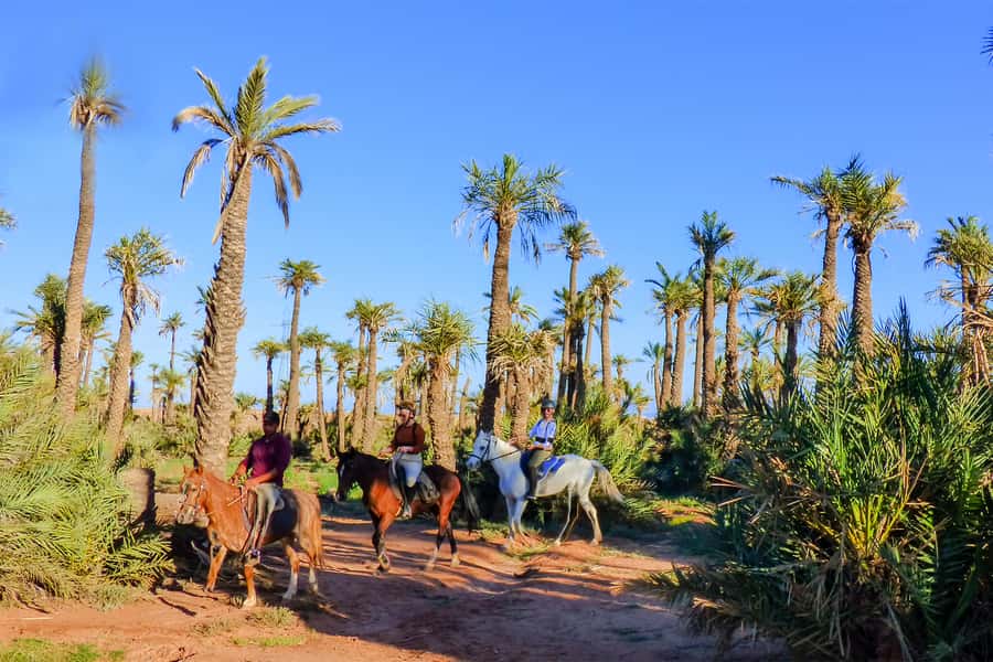 Marrakech: Palm Grove Horseback Riding Tour - Horses that receive careful attention
