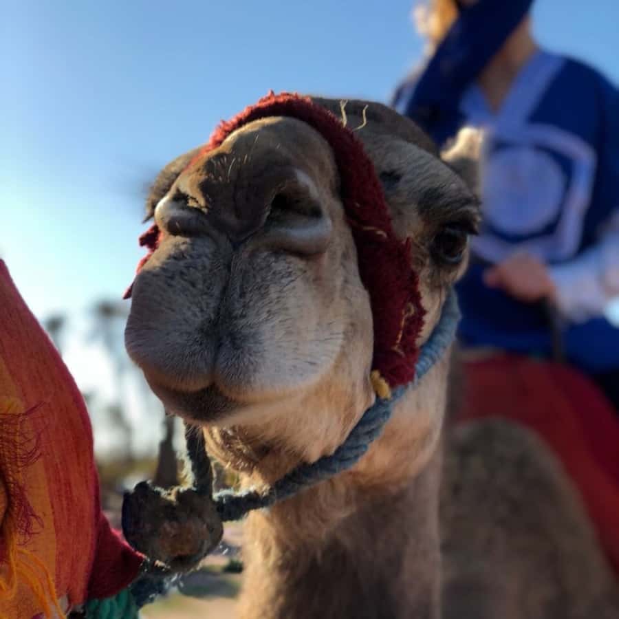 Marrakech palm grove: Sunset camel ride - The five details that matter most
