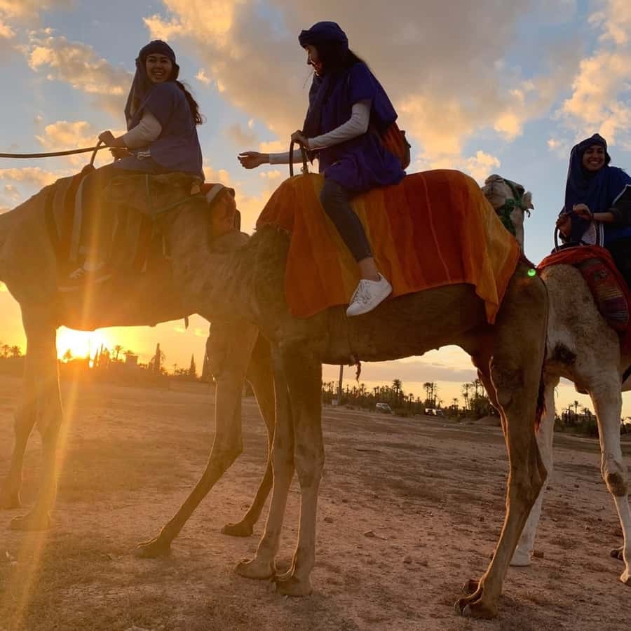 Marrakech palm grove: Sunset camel ride - Who should book this camel ride?