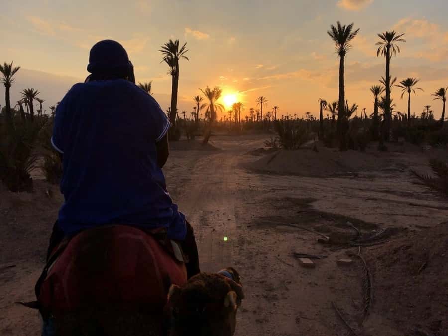 Marrakech palm grove: Sunset camel ride - Leaving Marrakech for the Palmeraie