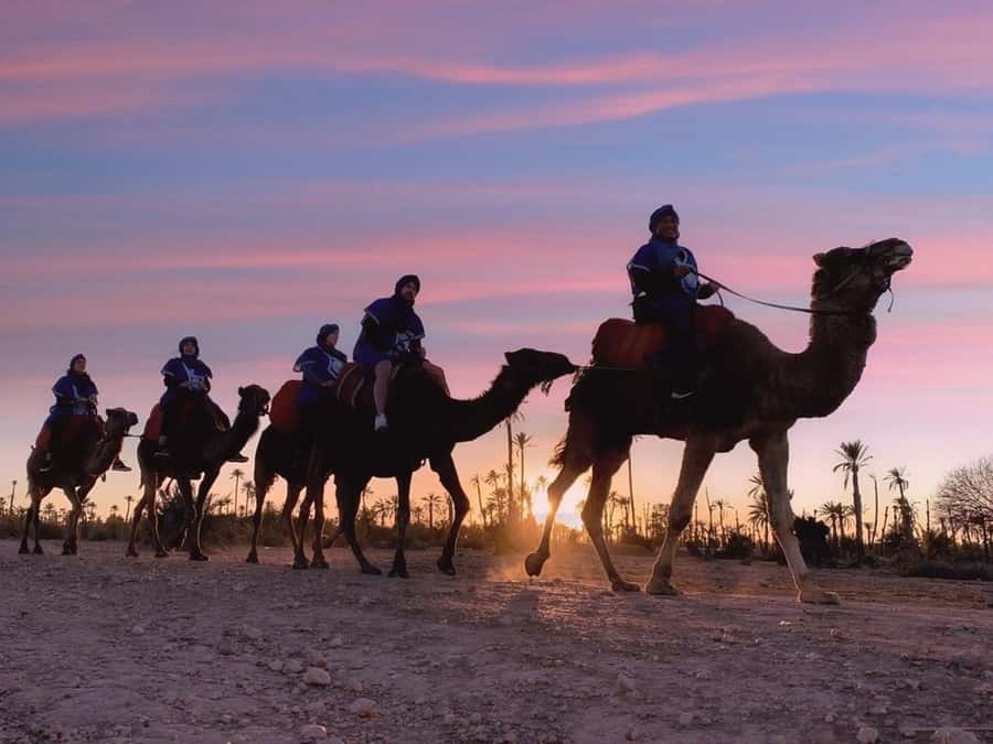 Marrakech palm grove: Sunset camel ride - Thirty minutes beneath the Palmeraie palms