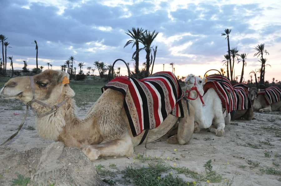 Marrakech palm grove: Sunset camel ride - What the $46 price really covers