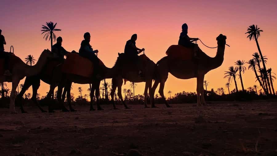 Marrakech palm grove: Sunset camel ride - Meeting the camels and dressing for the ride